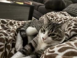 Lost Male Cat last seen Town Lake, San Antonio, TX 78217