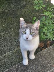 Lost Female Cat last seen Bradman Street, Merrylands, Merrylands, NSW 2160