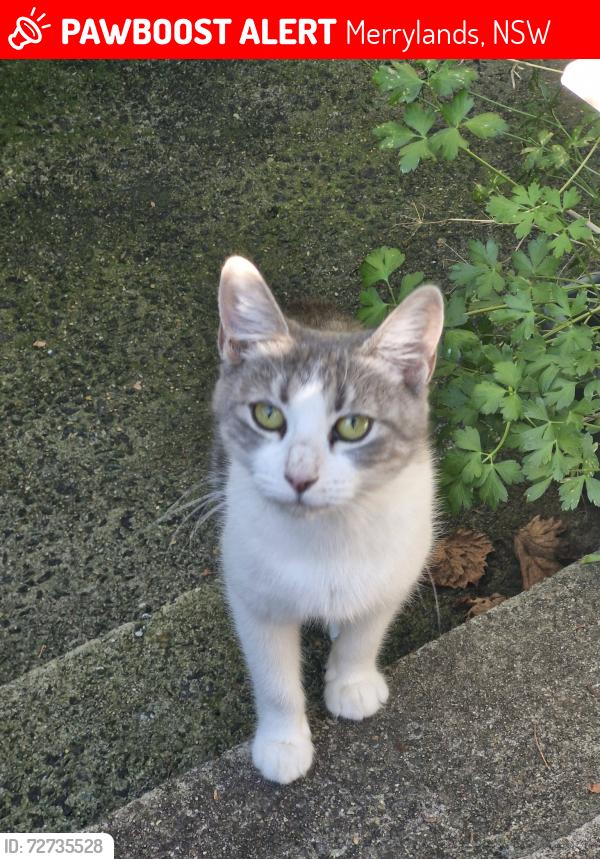 Lost Female Cat last seen Bradman Street, Merrylands, Merrylands, NSW 2160