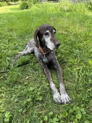 Lost Female Dog last seen Head Tide Hill rd, Alna, ME 04535