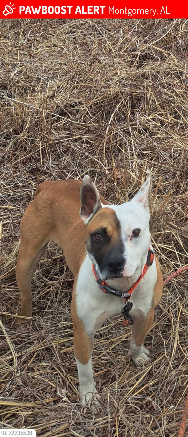 Lost Male Dog last seen Robinson Hill Road , Montgomery, AL 36107