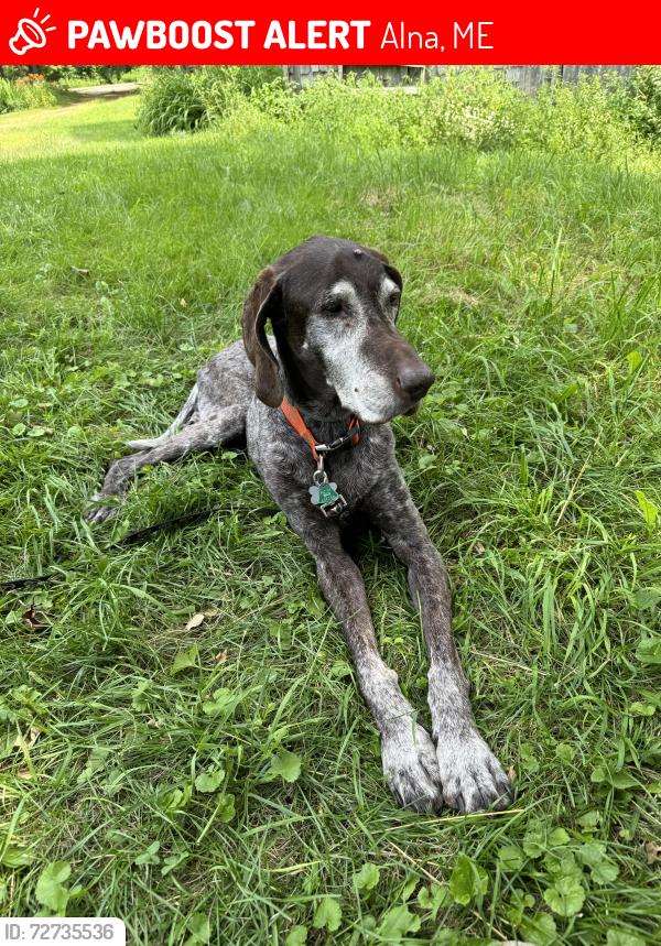 Lost Female Dog last seen Head Tide Hill rd, Alna, ME 04535