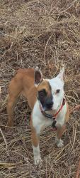 Lost Male Dog last seen Robinson Hill Road , Montgomery, AL 36107