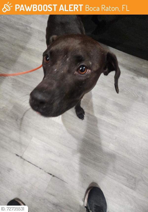 Found/Stray Male Dog last seen Saddlebrook neighborhood, Boca Raton, FL 33496
