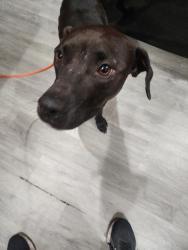Found/Stray Male Dog last seen Saddlebrook neighborhood, Boca Raton, FL 33496