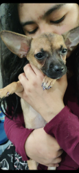 Lost Female Dog last seen woodland s60 st Yocum , Philadelphia, PA 19143