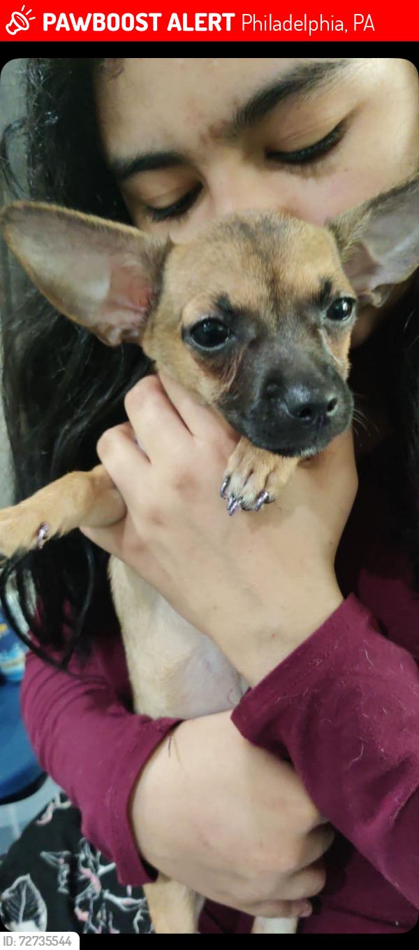 Lost Female Dog last seen woodland s60 st Yocum , Philadelphia, PA 19143