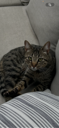 Lost Male Cat last seen Speegleville road , McGregor, TX 76657