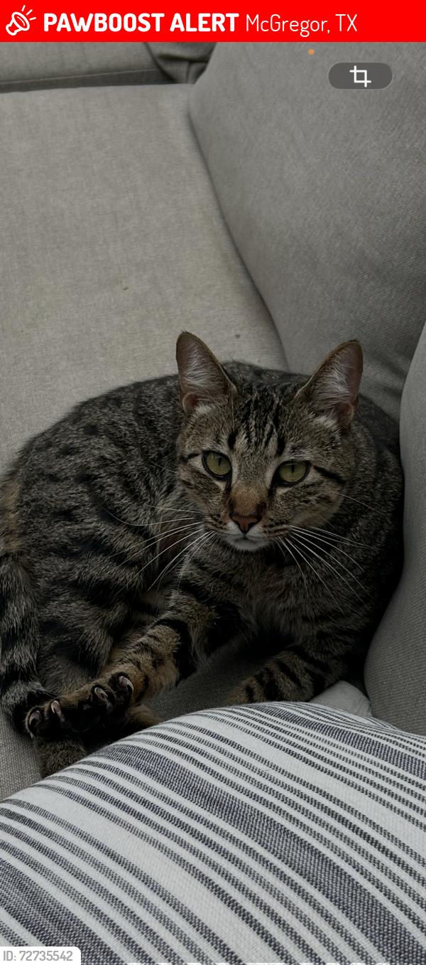 Lost Male Cat last seen Speegleville road , McGregor, TX 76657