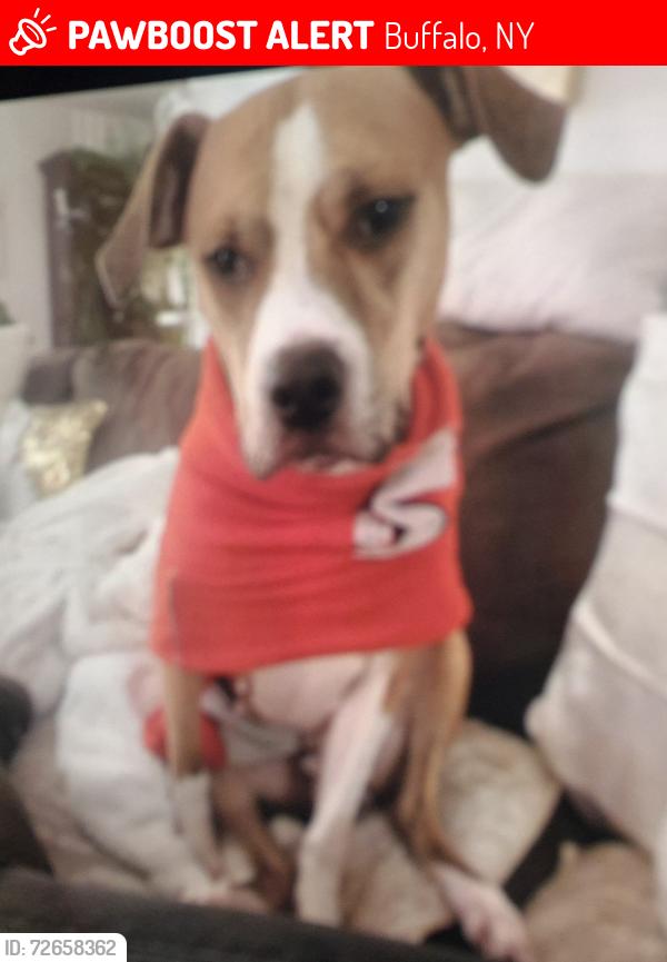 Lost Female Dog last seen Near cullpeper rd, williamsville ny, Buffalo, NY 14221