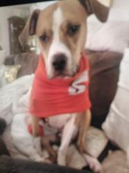 Lost Female Dog last seen Near cullpeper rd, williamsville ny, Buffalo, NY 14221