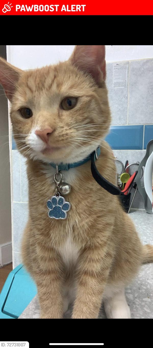Lost Male Cat last seen Woodlands Road E17 3LE , Greater London, England E17