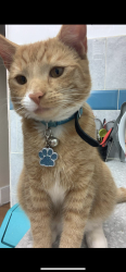 Lost Male Cat last seen Woodlands Road E17 3LE , Greater London, England E17