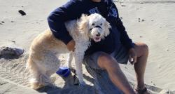 Lost Female Dog last seen Kent and Olympia St. , Highland, WA 99337