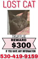 Lost Male Cat last seen Near road 6 dunnigan ca 95937, Dunnigan, CA 95937