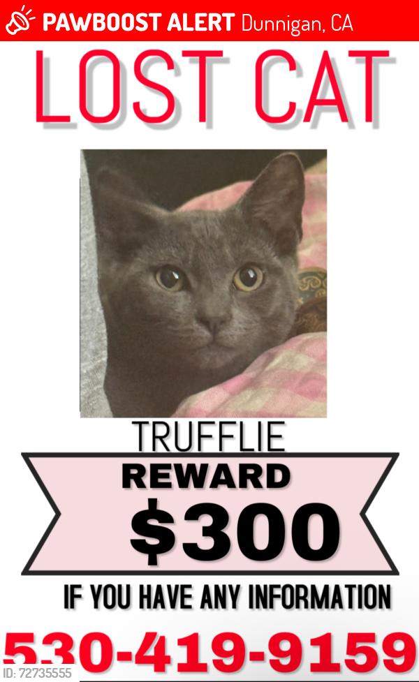 Lost Male Cat last seen Near road 6 dunnigan ca 95937, Dunnigan, CA 95937