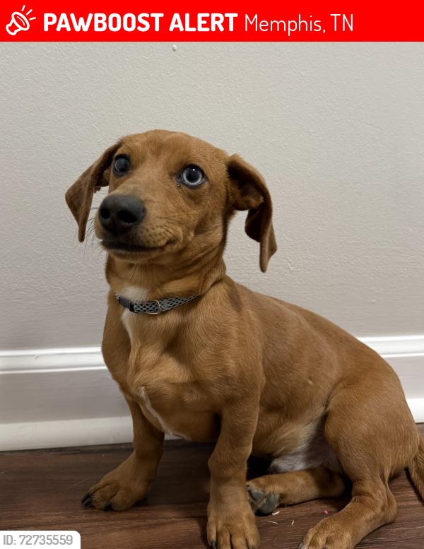 Lost Male Dog last seen Riverdale and S Germantown Rd, Memphis, TN 38125