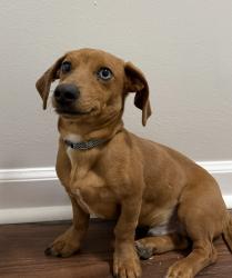 Lost Male Dog last seen Riverdale and S Germantown Rd, Memphis, TN 38125
