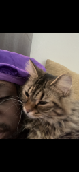 Lost Male Cat last seen sam’s club , Virginia Beach, VA 23452