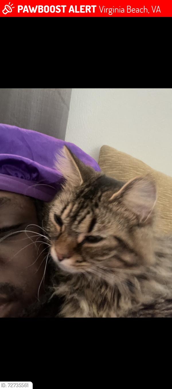 Lost Male Cat last seen sam’s club , Virginia Beach, VA 23452