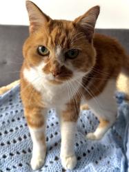 Lost Male Cat last seen Dudley Road , Brighton and Hove, England BN1