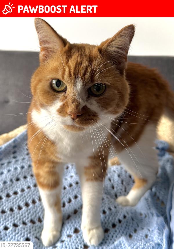 Lost Male Cat last seen Dudley Road , Brighton and Hove, England BN1