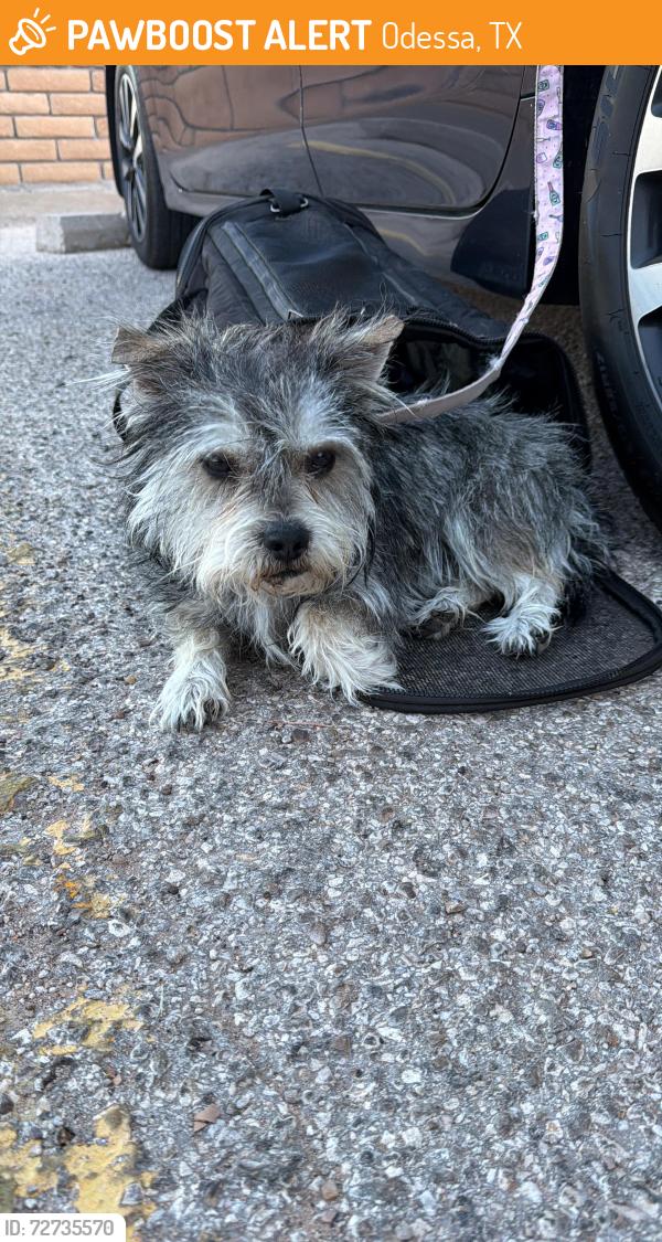 Found/Stray Male Dog last seen University and Grandview , Odessa, TX 79762