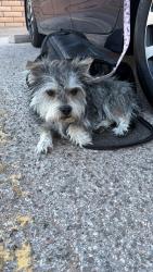 Found/Stray Male Dog last seen University and Grandview , Odessa, TX 79762