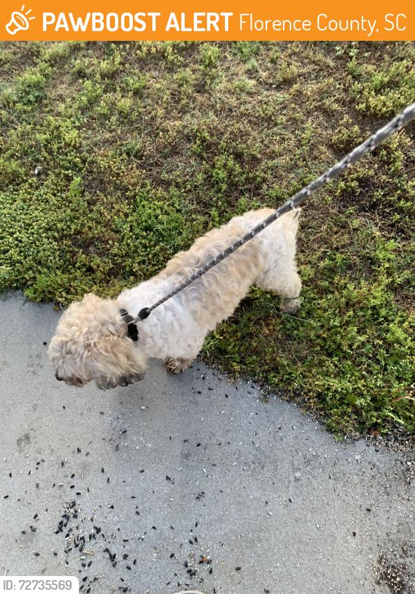 Found/Stray Male Dog last seen Kingston and Dawsey, Florence County, SC 29505