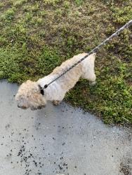Found/Stray Male Dog last seen Kingston and Dawsey, Florence County, SC 29505