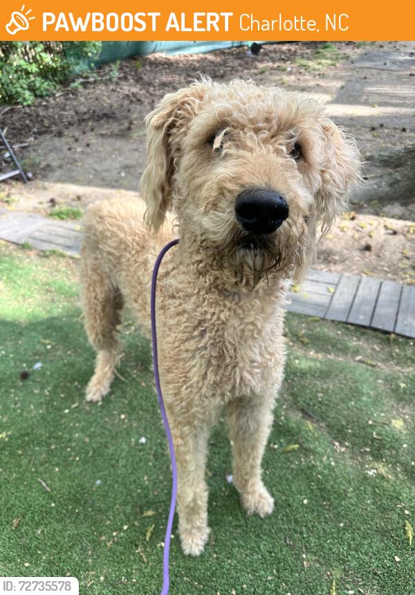 Found/Stray Male Dog last seen Plott Rd and Plaza Rd Ext, Charlotte, NC 28215