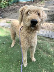 Found/Stray Male Dog last seen Plott Rd and Plaza Rd Ext, Charlotte, NC 28215