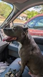 Found/Stray Male Dog last seen Centro Bonita , San Antonio, TX 78245
