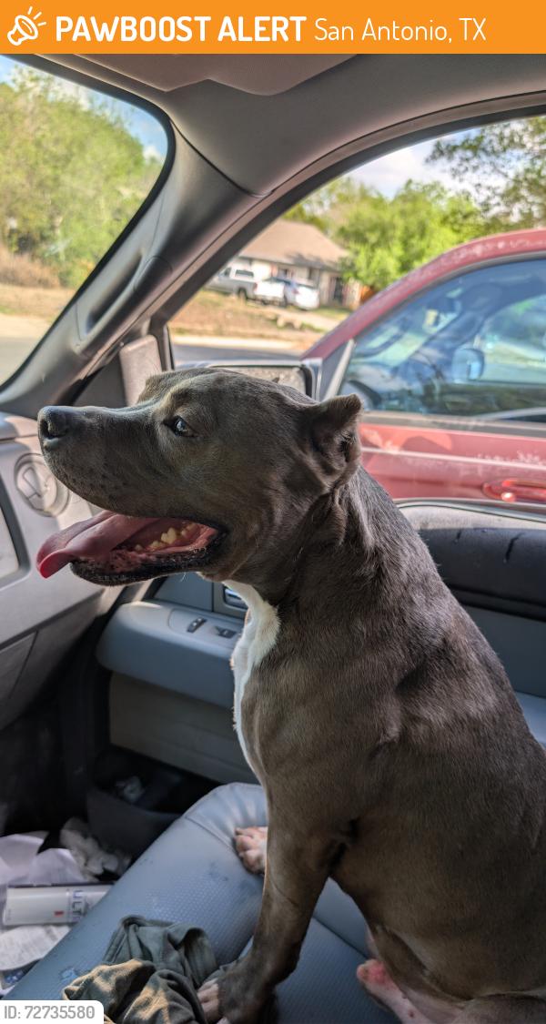 Found/Stray Male Dog last seen Centro Bonita , San Antonio, TX 78245