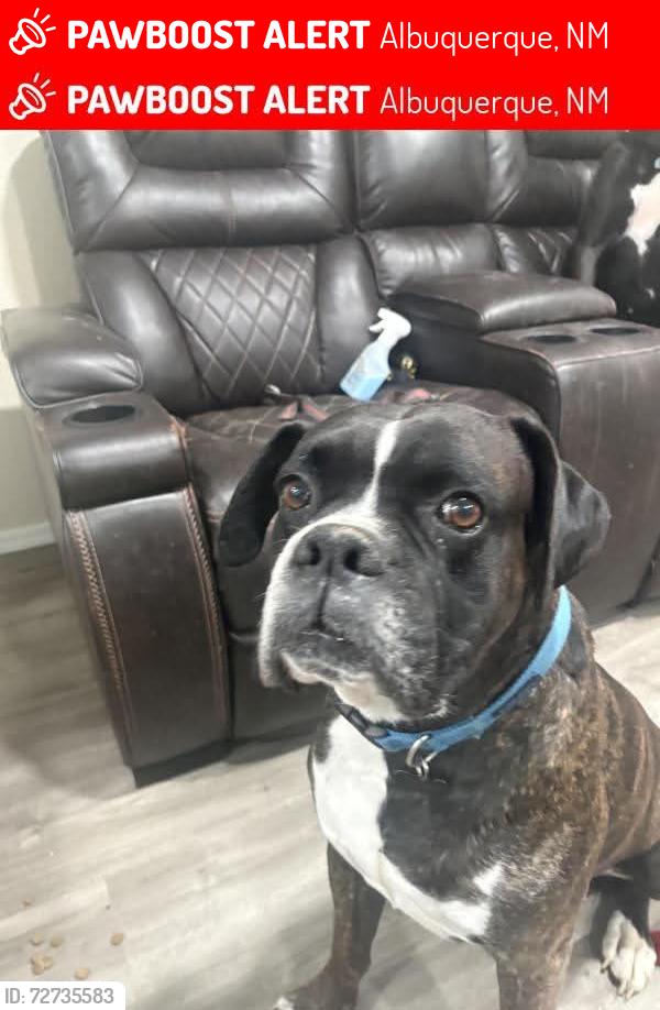 Lost Male Dog last seen Candaleria and moon, Albuquerque, NM 87111