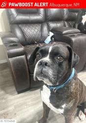 Lost Male Dog last seen Candaleria and moon, Albuquerque, NM 87111
