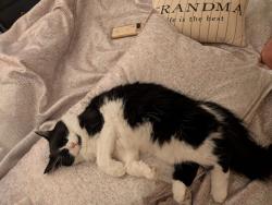 Lost Female Cat last seen San Jose Dr, Dunedin, FL 34698