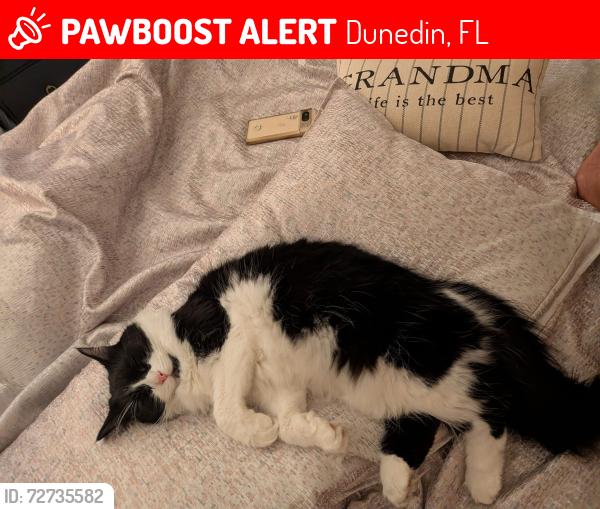 Lost Female Cat last seen San Jose Dr, Dunedin, FL 34698