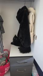 Lost Male Cat last seen Bainbridge Road LE3 1GE , Leicester, England LE3 1GE