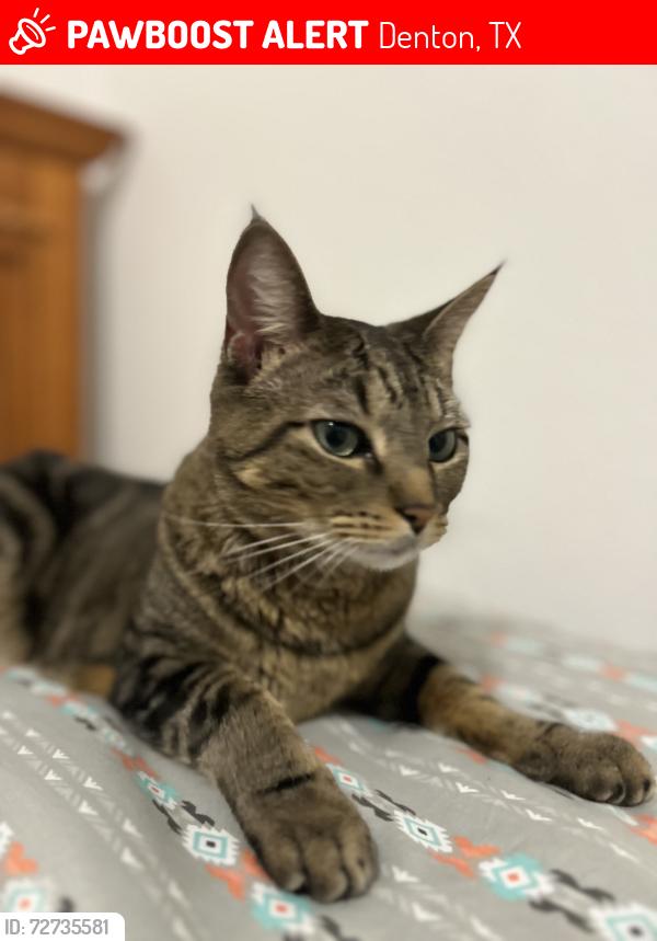 Lost Female Cat last seen Pederson creek way, creek blend Ln, greenfield dr, Denton, TX 76208