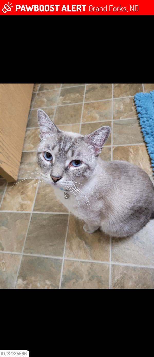 Lost Male Cat last seen Walmart 5755 Gateway Drive Grand Forks ND 58201, Grand Forks, ND 58203