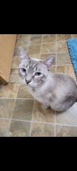 Lost Male Cat last seen Walmart 5755 Gateway Drive Grand Forks ND 58201, Grand Forks, ND 58203