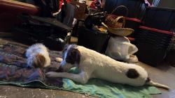Lost Female Dog last seen Near Northridge elementary school, Lubbock, TX 79416