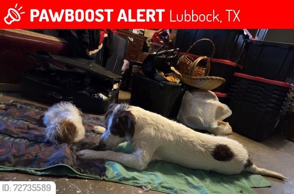 Lost Female Dog last seen Near Northridge elementary school, Lubbock, TX 79416