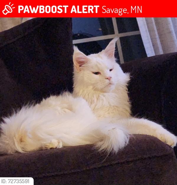 Lost Male Cat last seen Kentucky Ave and Louisiana Ave S - Behind Target, Savage, MN 55378