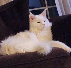 Lost Male Cat last seen Kentucky Ave and Louisiana Ave S - Behind Target, Savage, MN 55378
