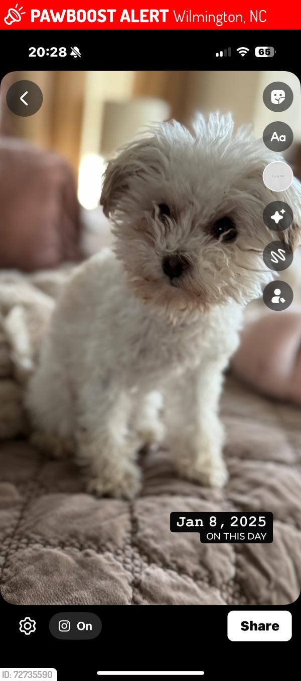 Lost Female Dog last seen Devonshire and Landsdown south , Wilmington, NC 28409
