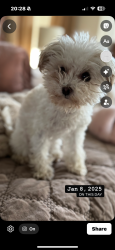 Lost Female Dog last seen Devonshire and Landsdown south , Wilmington, NC 28409