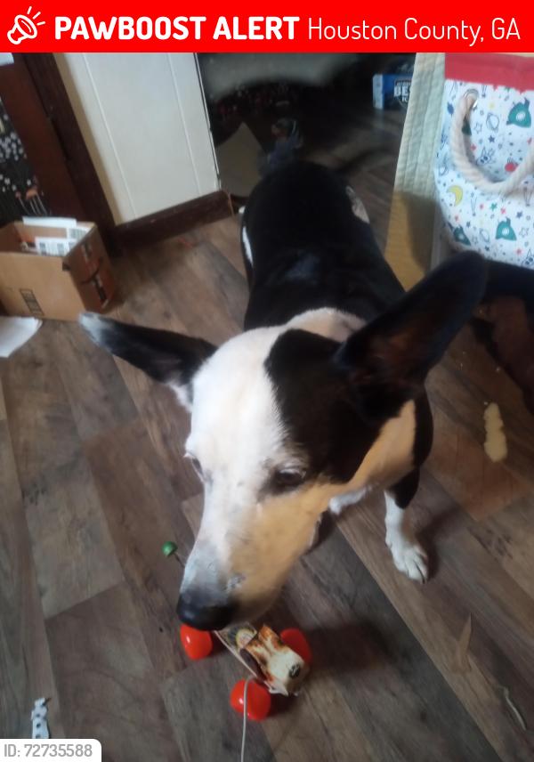 Lost Male Dog last seen Veterans high School , Houston County, GA 31047