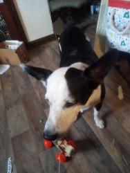 Lost Male Dog last seen Veterans high School , Houston County, GA 31047